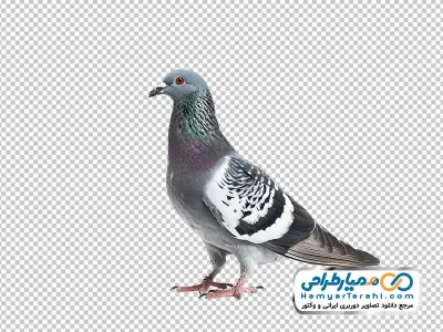 تصویر با کیفیت کبوتر چاهی
