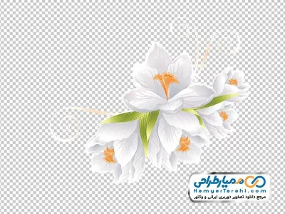 دانلود تصویر وکتوری گل های سفید بهاری