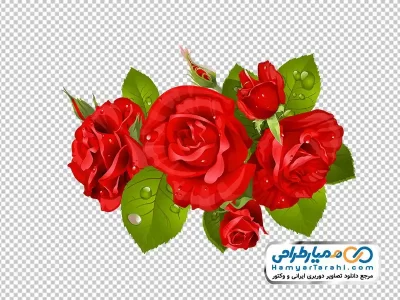 تصویر وکتوری گل رز قرمز با قطرات شبنم با فرمت png