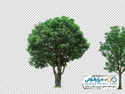 عکس بدون پس زمینه درخت با فرمت png