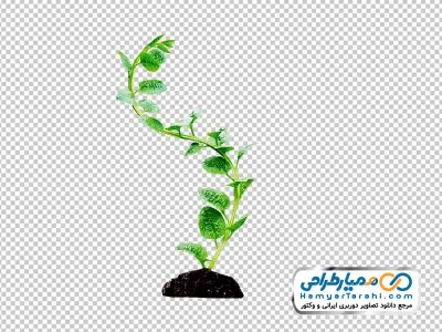 دانلود تصویر png نهال گل