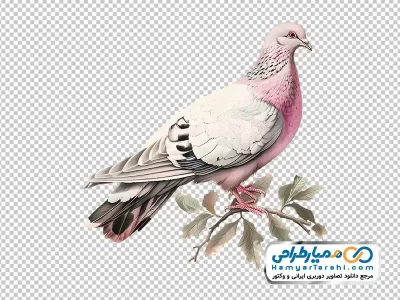 نقاشی کبوتر سفید نشسته روی شاخه با فرمت png