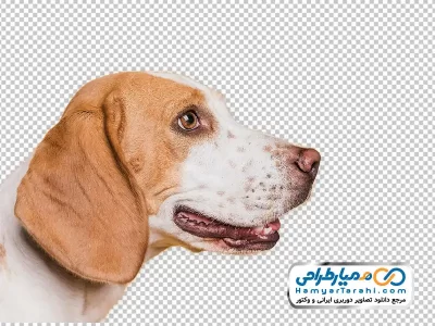 تصویر با کیفیت سگ با فرمت png