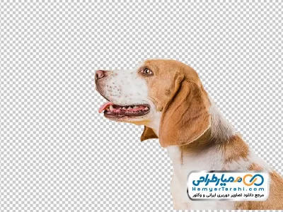 عکس با کیفیت سگ با فرمت png