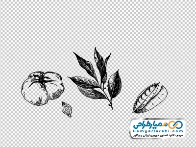 دانلود تصویر وکتوری داروهای گیاهی