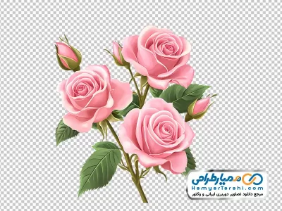 عکس png شاخه گل های رز صورتی با غنچه