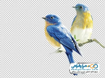 نقاشی پرنده رنگی نشسته روی شاخه با فرمت png