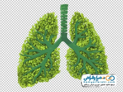 تصویر وکتوری ریه انسان و برگ درخت با فرمت png