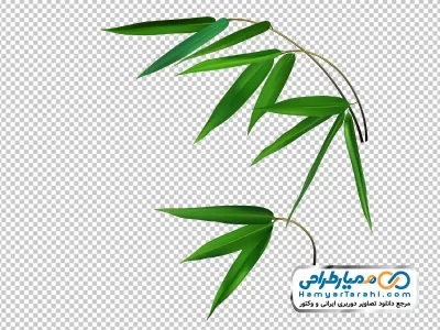 دانلود تصویر وکتوری برگ درخت بامبو