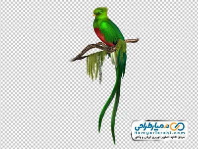 تصویر پرنده سبز با دم بلند با فرمت png