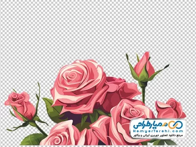 تصویر وکتوری شاخه گل های رز صورتی با غنچه با فرمت png