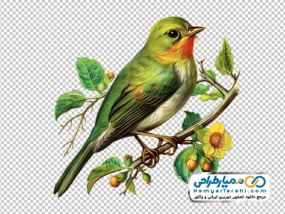 دانلود نقاشی پرنده نشسته روی شاخه با فرمت png