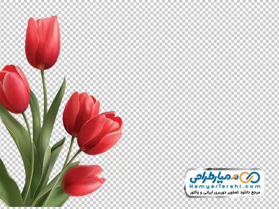 تصویر با کیفیت گل های لاله قرمز با فرمت png