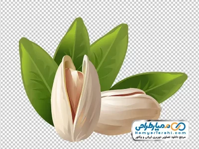 دانلود تصویر وکتوری با کیفیت پسته