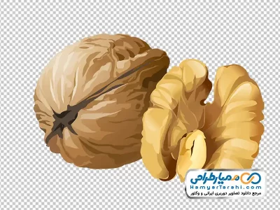 تصویر وکتوری گردو با فرمت png