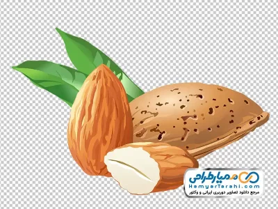 دانلود تصویر وکتوری بادام