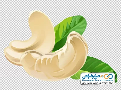 دانلود تصویر وکتوری بادام هندی