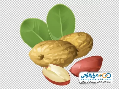 دانلود تصویر وکتوری بادام زمینی