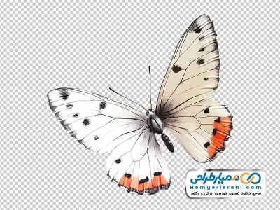 دانلود تصویر پروانه وکتوری سفید