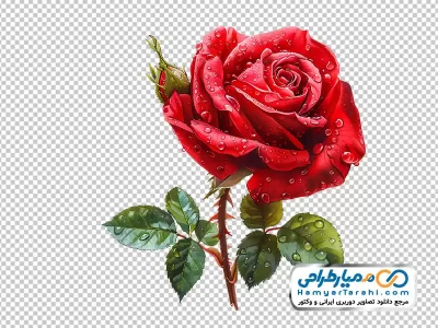 عکس وکتوری گل رز قرمز با قطره های شبنم