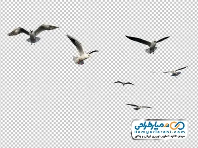 دانلود عکس png کبوتران در حال پرواز