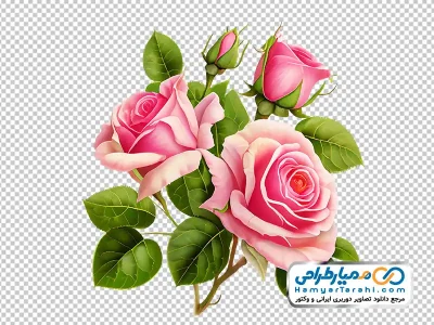 تصویر با کیفیت گل های رز صورتی زیبا با برگ سبز