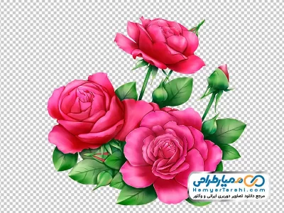 دانلود عکس وکتوری گل محمدی