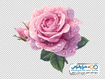 تصویرنقاشی آبرنگی گل رز صورتی با قطره های شبنم