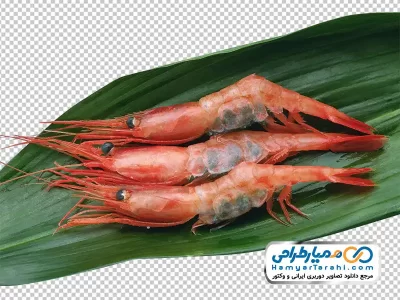 عکس png شاه میگو