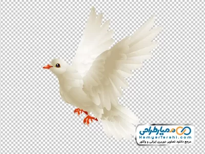 عکس وکتوری کبوتر سفید با فرمت png