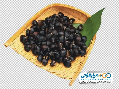 تصویر بدون پس زمینه صدف با فرمت png
