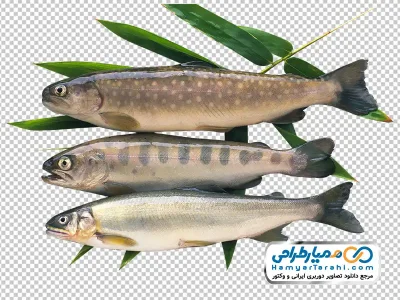 تصویر با کیفیت انواع ماهی