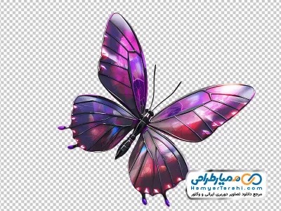 تصویر با کیفیت پروانه بنفش