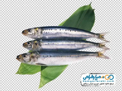 عکس png ماهی ساردین