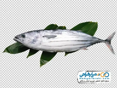 تصویر png ماهی تن