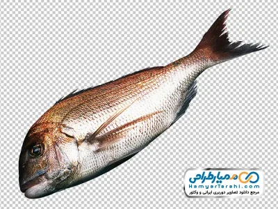 عکس با کیفیت ماهی خام با فرمت png