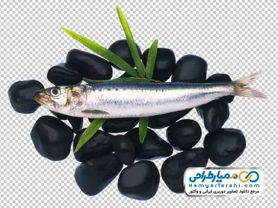 عکس با کیفیت ماهی ساردین
