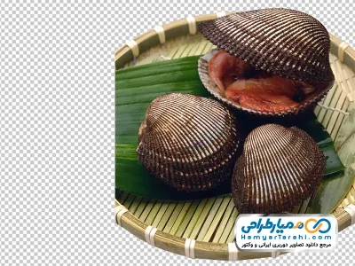 عکس با کیفیت صدف روی سبد حصیری با فرمت png