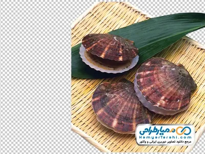 عکس صدف روی سبد حصیری با فرمت png