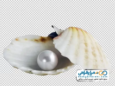 تصویر png مروارید داخل صدف