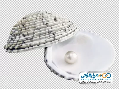 تصویر با کیفیت مروارید داخل صدف