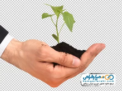 دانلود تصویر با کیفیت نهال گل روی دست