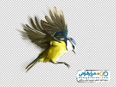 تصویر وکتوری پرنده با رنگ های زرد و مشکی
