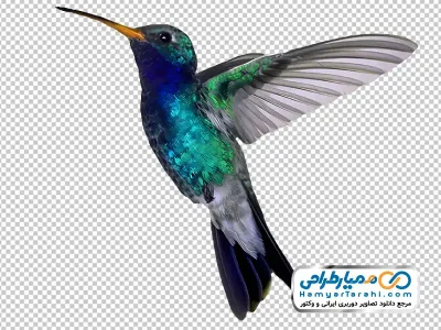 عکس وکتوری مرغ اسلیمی
