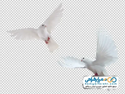 دانلود تصویر png کبوتران سفید در حال پرواز