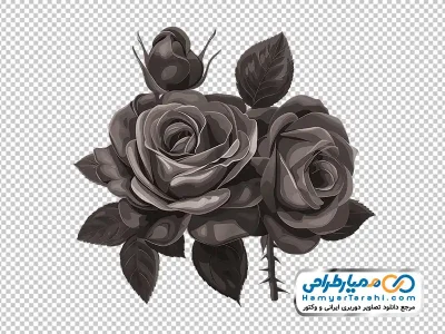 دانلود عکس وکتوری گل رز سیاه