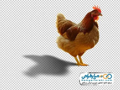 عکس با کیفیت مرغ