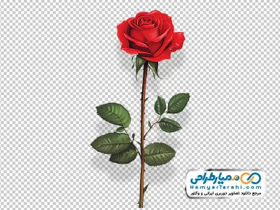 عکس وکتوری شاخه گل رز با شدو