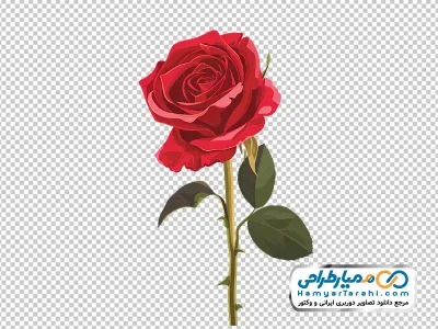 عکس وکتوری  بدون پس زمینه شاخه گل رز