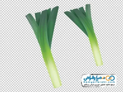 عکس وکتوری پیازچه